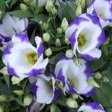 Lisianthus Blue Rim - Eustoma russellianum Seeds - Biennial Cut Flowers - New