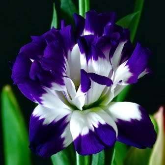 Lisianthus Blue Rim - Eustoma russellianum Seeds - Biennial Cut Flowers - New
