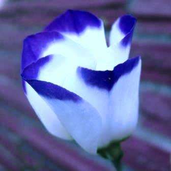 Lisianthus Blue Rim - Eustoma russellianum Seeds - Biennial Cut Flowers - New