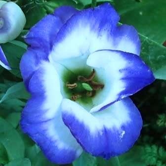 Lisianthus Blue Rim - Eustoma russellianum Seeds - Biennial Cut Flowers - New