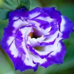 Lisianthus Blue Rim - Eustoma russellianum Seeds - Biennial Cut Flowers - New