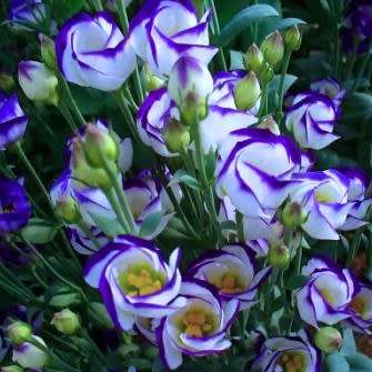 Lisianthus Blue Rim - Eustoma russellianum Seeds - Biennial Cut Flowers - New