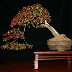 Euonymus alatus - Burning Bush Bonsai Seeds + FREE Bonsai eBook - Flat Ship Rate - NEW