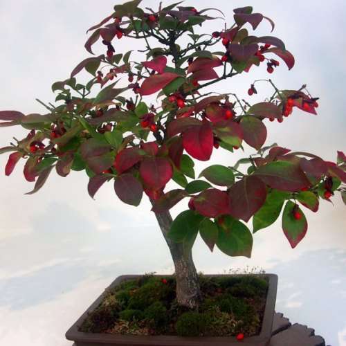 Euonymus alatus - Burning Bush Bonsai Seeds + FREE Bonsai eBook - Flat Ship Rate - NEW