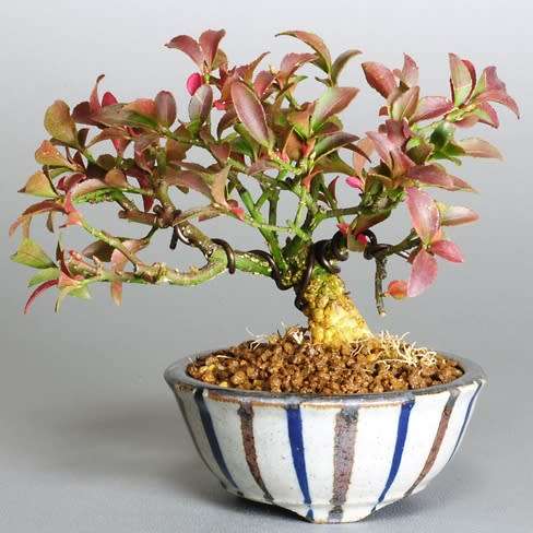 Euonymus alatus - Burning Bush Bonsai Seeds + FREE Bonsai eBook - Flat Ship Rate - NEW