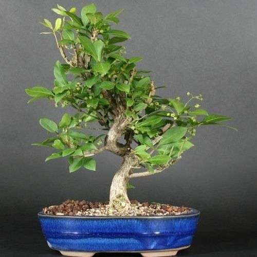 Euonymus alatus - Burning Bush Bonsai Seeds + FREE Bonsai eBook - Flat Ship Rate - NEW