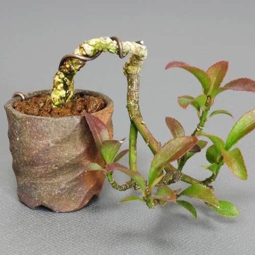 Euonymus alatus - Burning Bush Bonsai Seeds + FREE Bonsai eBook - Flat Ship Rate - NEW