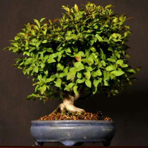 Euonymus alatus - Burning Bush Bonsai Seeds + FREE Bonsai eBook - Flat Ship Rate - NEW
