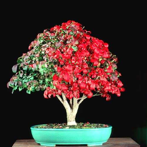 Euonymus alatus - Burning Bush Bonsai Seeds + FREE Bonsai eBook - Flat Ship Rate - NEW