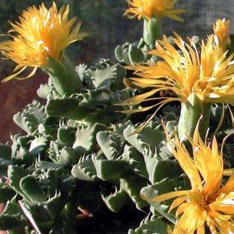 10 Faucaria boscheana Seeds - South African Indigenous Succulent Mesemb - Flat Ship Rate - Semillas