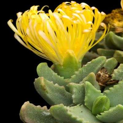 Tiger's Jaw Succulent - Faucaria britteniae - 10 Seed Pack - Indigenous Succulent Mesemb - NEW
