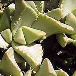 Tiger's Jaw Succulent - Faucaria britteniae - 10 Seed Pack - Indigenous Succulent Mesemb - NEW
