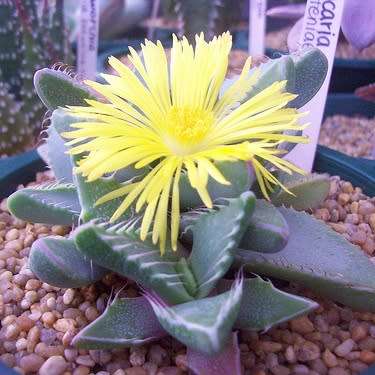 Tiger's Jaw Succulent - Faucaria britteniae - 10 Seed Pack - Indigenous Succulent Mesemb - NEW