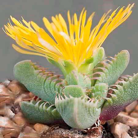 Tiger's Jaw Succulent - Faucaria britteniae - 10 Seed Pack - Indigenous Succulent Mesemb - NEW
