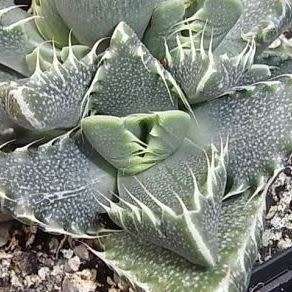 Tiger's Jaw Succulent - Faucaria britteniae Seeds - Indigenous Succulent Mesemb - NEW