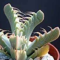 Tiger's Jaw Succulent - Faucaria britteniae Seeds - Indigenous Succulent Mesemb - NEW