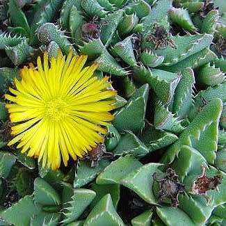 Tiger's Jaw Succulent - Faucaria britteniae Seeds - Indigenous Succulent Mesemb - NEW