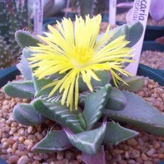 Tiger's Jaw Succulent - Faucaria britteniae Seeds - Indigenous Succulent Mesemb - NEW