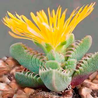 Tiger's Jaw Succulent - Faucaria britteniae Seeds - Indigenous Succulent Mesemb - NEW