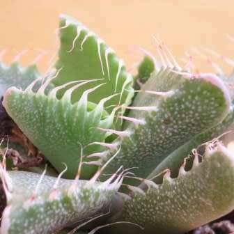 Faucaria felina - Tiger Jaws - 10 Seed Pack - Indigeous Endemic Mesemb Succulent - New