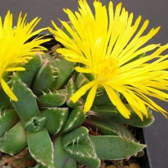 Faucaria felina - Tiger Jaws - 10 Seed Pack - Indigeous Endemic Mesemb Succulent - New