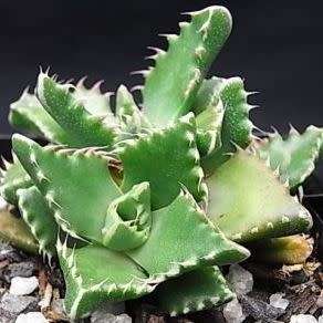 Faucaria felina - Tiger Jaws - 10 Seed Pack - Indigeous Endemic Mesemb Succulent - New