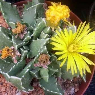 Faucaria felina - Tiger Jaws - 10 Seed Pack - Indigeous Endemic Mesemb Succulent - New