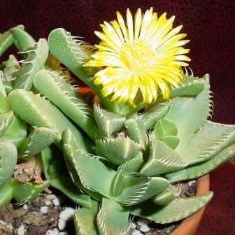 Faucaria felina - Tiger Jaws - 10 Seed Pack - Indigeous Endemic Mesemb Succulent - New