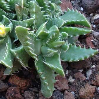 Faucaria felina - Tiger Jaws - 10 Seed Pack - Indigeous Endemic Mesemb Succulent - New