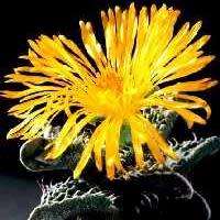 Faucaria felina - Tiger Jaws - 10 Seed Pack - Indigeous Endemic Mesemb Succulent - New