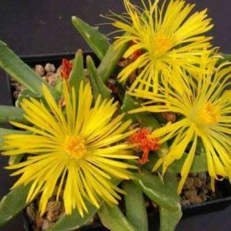Faucaria paucidens - Tiger Jaws - 10 Seed Pack - Indigeous Endemic Mesemb Succulent - New