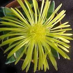 Faucaria paucidens - Tiger Jaws - 10 Seed Pack - Indigeous Endemic Mesemb Succulent - New