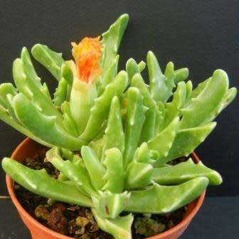 Faucaria paucidens - Tiger Jaws - 10 Seed Pack - Indigeous Endemic Mesemb Succulent - New