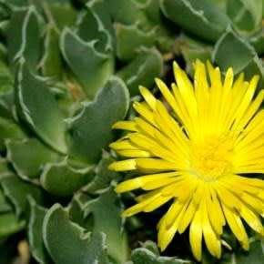 Faucaria paucidens - Tiger Jaws - 10 Seed Pack - Indigeous Endemic Mesemb Succulent - New