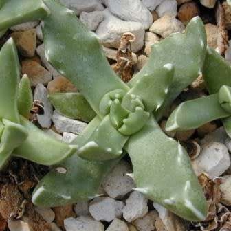 Faucaria paucidens - Tiger Jaws - 10 Seed Pack - Indigeous Endemic Mesemb Succulent - New