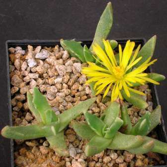 Faucaria paucidens - Tiger Jaws - 10 Seed Pack - Indigeous Endemic Mesemb Succulent - New