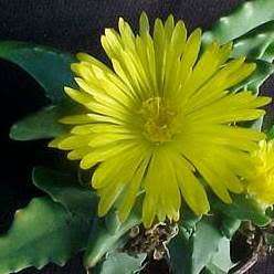 Faucaria subintegra - Tiger Jaws Seeds - Indigeous Endemic Mesemb Succulent - New