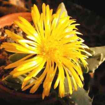 Faucaria subintegra - Tiger Jaws Seeds - Indigeous Endemic Mesemb Succulent - New