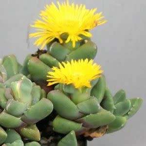 Faucaria subintegra - Tiger Jaws Seeds - Indigeous Endemic Mesemb Succulent - New