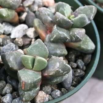 Faucaria subintegra - Tiger Jaws Seeds - Indigeous Endemic Mesemb Succulent - New