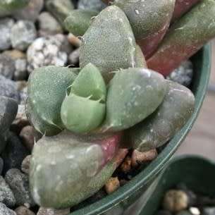 Faucaria subintegra - Tiger Jaws Seeds - Indigeous Endemic Mesemb Succulent - New