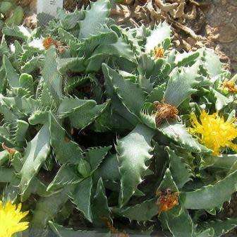 Faucaria subintegra - Tiger Jaws Seeds - Indigeous Endemic Mesemb Succulent - New