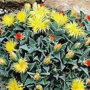 Faucaria tigrina - Tiger Jaws Seeds - Indigenous South African Mesemb - Succulents From South Africa