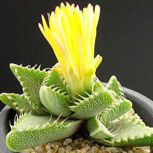 Faucaria tigrina - Tiger Jaws Seeds - Indigenous South African Mesemb - Succulents From South Africa