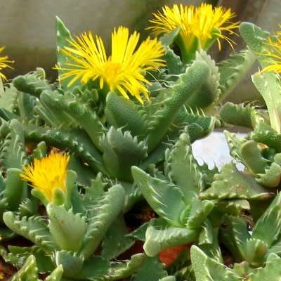 Faucaria tigrina - Tiger Jaws Seeds - Indigenous South African Mesemb - Succulents From South Africa