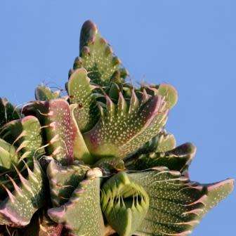 Faucaria tigrina - Tiger Jaws Seeds - Indigenous South African Mesemb - Succulents From South Africa