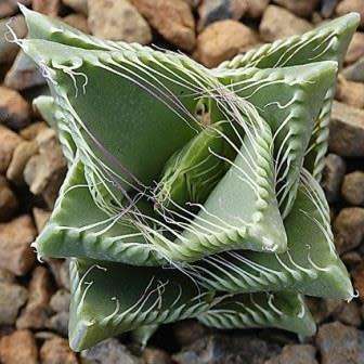 Faucaria tigrina - Tiger Jaws Seeds - Indigenous South African Mesemb - Succulents From South Africa