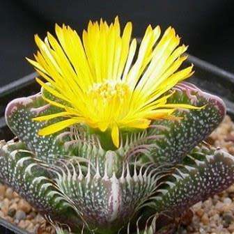 Faucaria tigrina - Tiger Jaws Seeds - Indigenous South African Mesemb - Succulents From South Africa