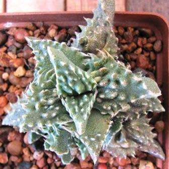 Faucaria tuberculosa Tiger Jaws- 10+ Seed Pack - Indigeous South African Endemic Mesemb Succulent