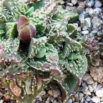 Faucaria tuberculosa Tiger Jaws- 10+ Seed Pack - Indigeous South African Endemic Mesemb Succulent